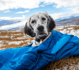 A dog snuggles in a sleeping bag in a snowy field.
