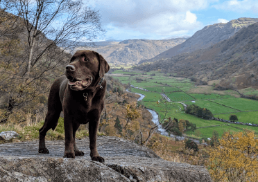 Office dog Gino, a brown labrador, poses on a stone with the Lake District in the background as he helps research our Lake District Twin Centre tour.