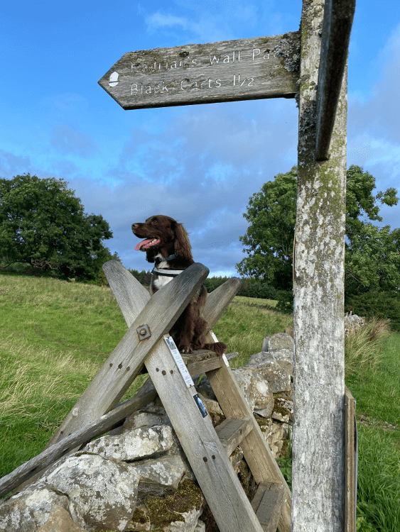 Photo taken at Humshaugh on Hadrian's Wall Path by Hazel Alexander