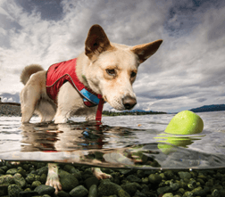 A dog stands above the Kurgo Skipping Stone as it floats in a shallow lake.