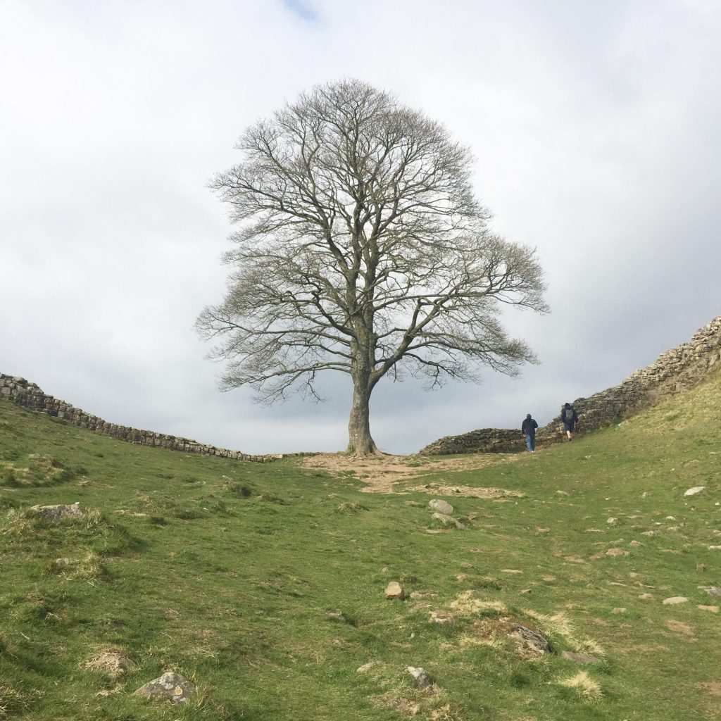 Trees on Hillock near Walltown Hadrian's Wall Path National Trail