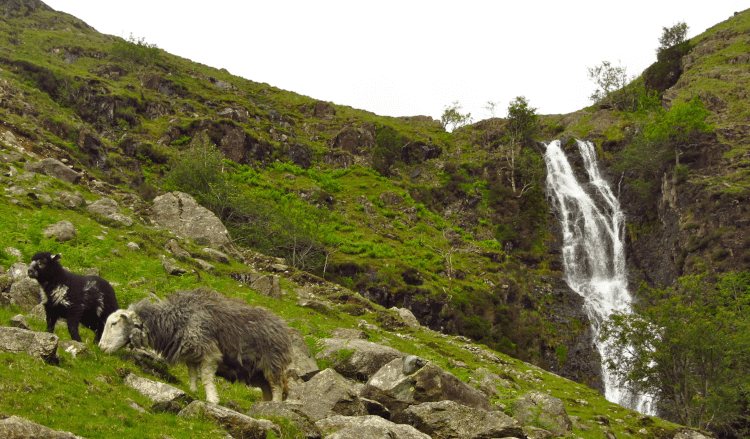 Whorneyside Force by Peer Lawther. Two brown sheep graze on the steep green slope leading up to Whorneyside Force, a thin plume of white foam.