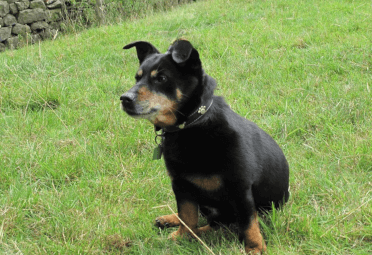 Wooster, a Lancashire Heeler, sits in the grass while out on an early Contours Holiday.